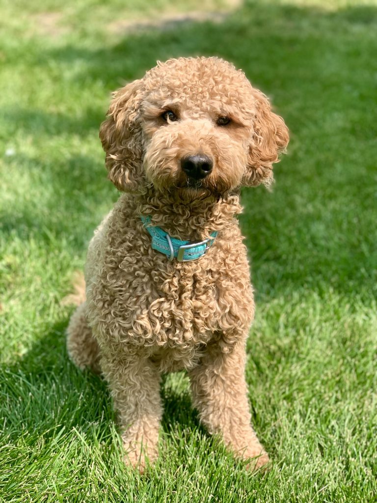 Curly coat
