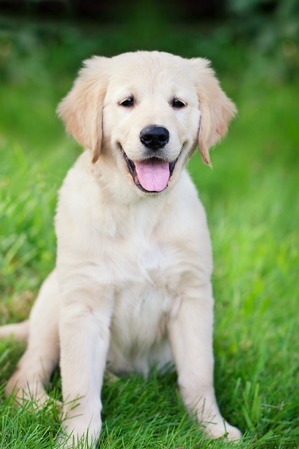 Flat coat