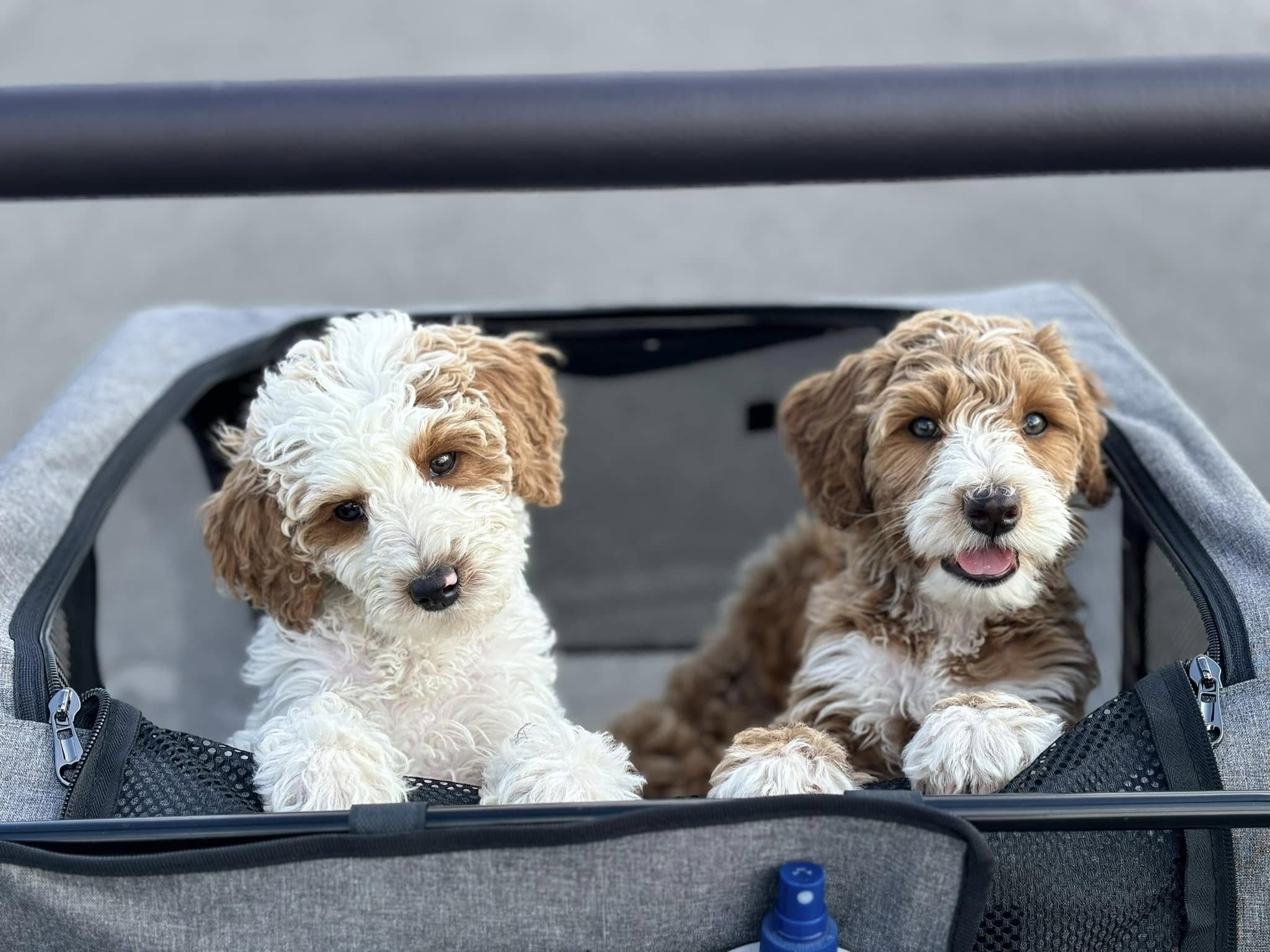Puppies in a Line
